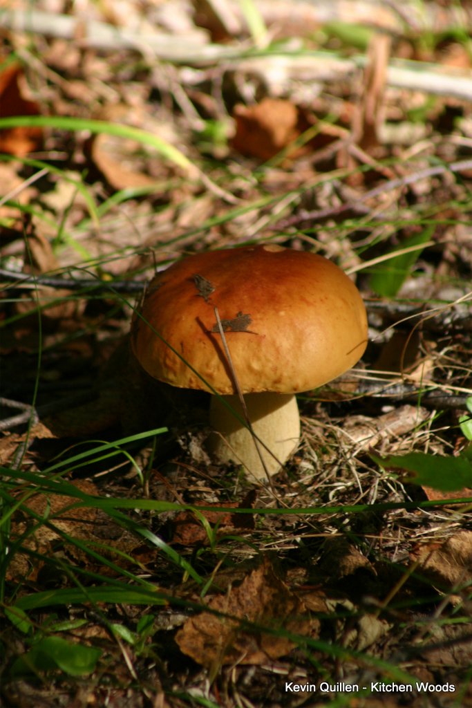Mushrooms - #1